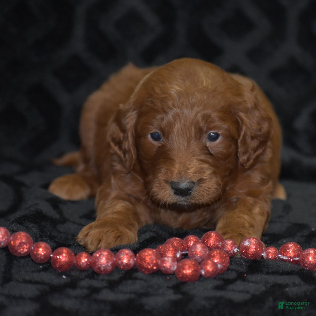 Mini Goldendoodle dogs for sale: Glory - Ad 11