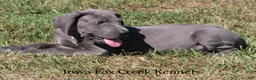 Great Dane dogs for sale: Sarge - Ad 9
