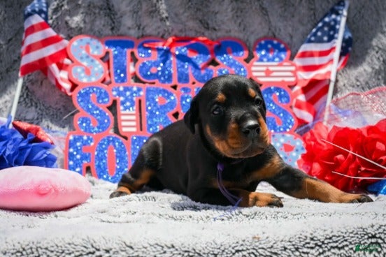 Doberman Pinscher dogs Girl 1 - Ad 1