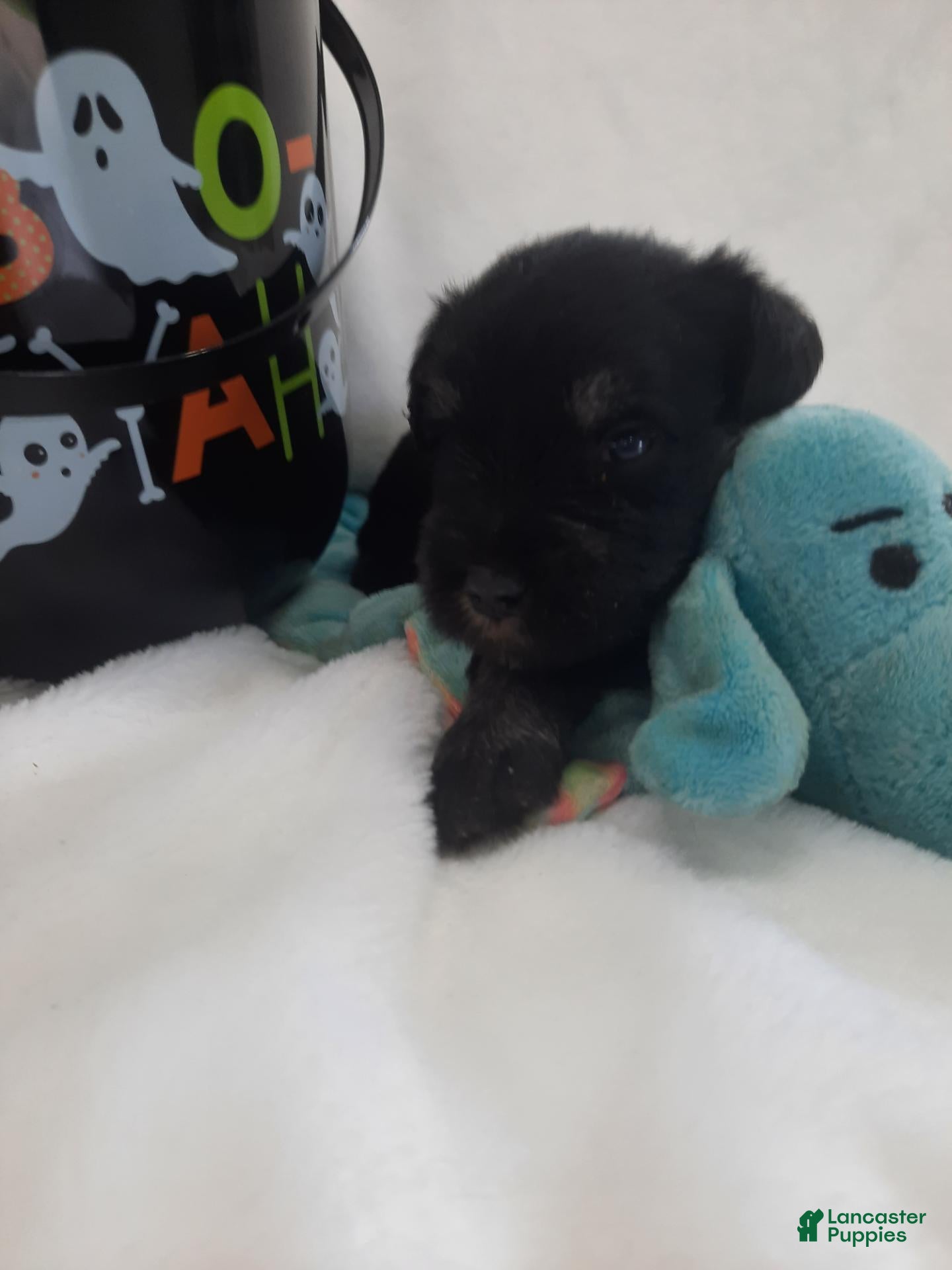 Miniature Schnauzer dogs AKC Oreo - Ad 1