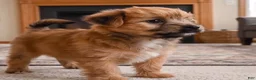 Morkie dogs for sale: Ace - Ad 4