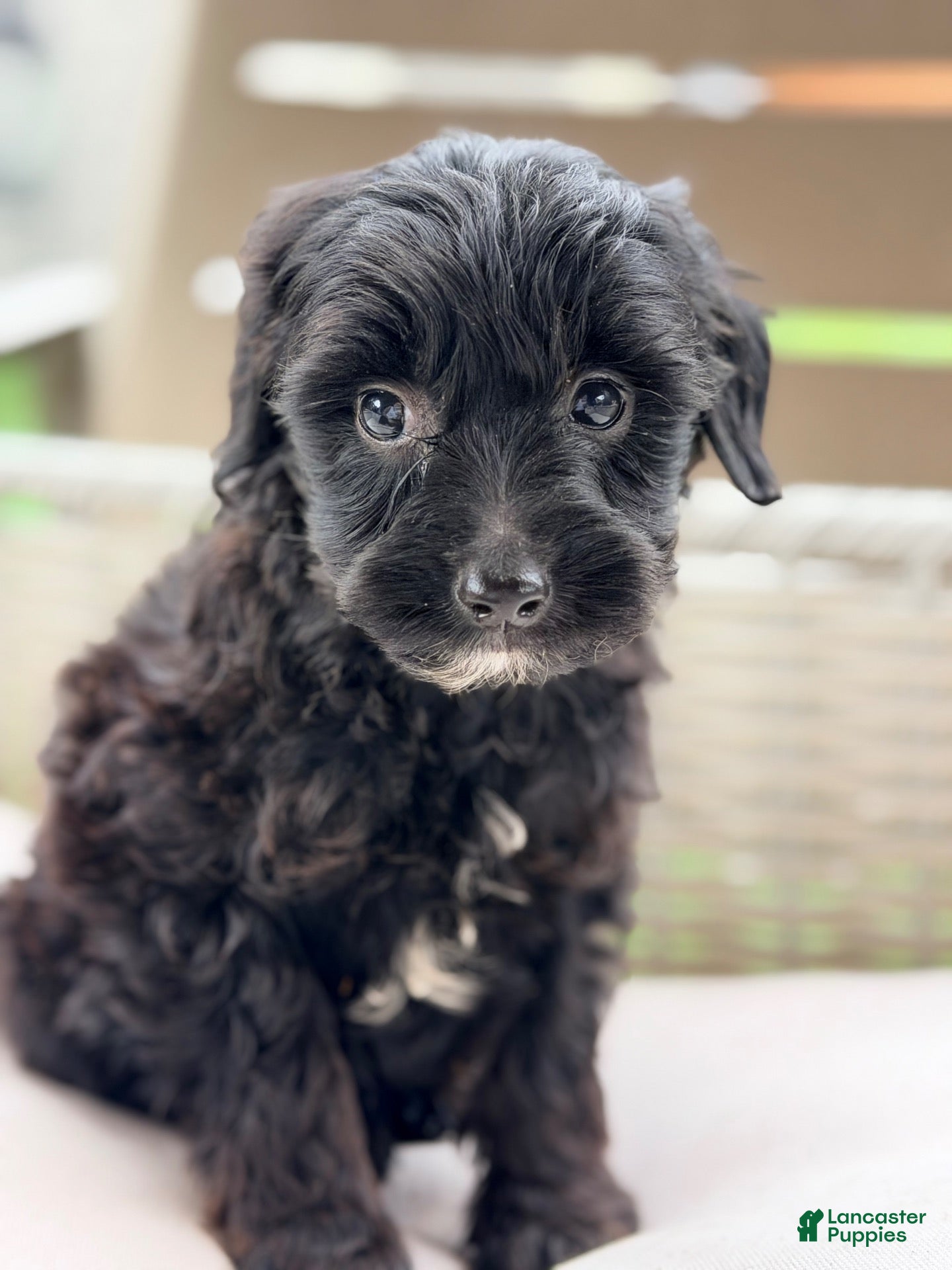 Mini Goldendoodle dogs Mini Goldendoodle 2 - Ad 22