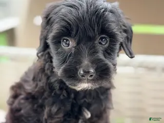 Mini Goldendoodle dogs Mini Goldendoodle 2 - Ad 22