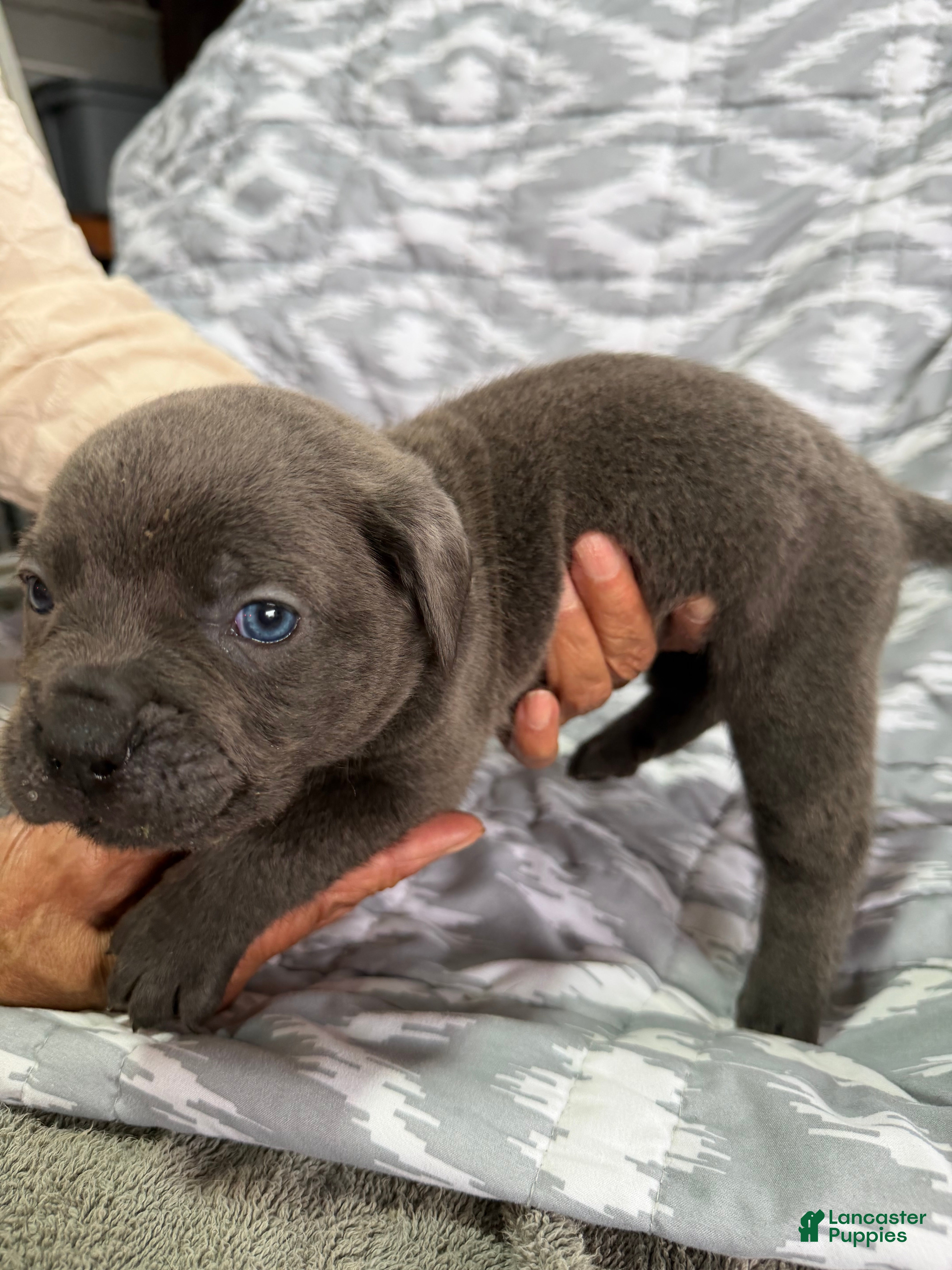 Cane Corso dogs Blu - Ad 2