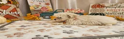 Maltipoo dogs for sale: Carson - Ad 8