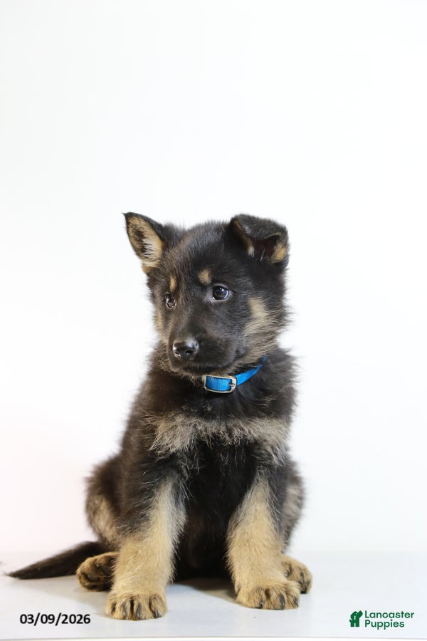 German Shepherd dogs Merle - Ad 2