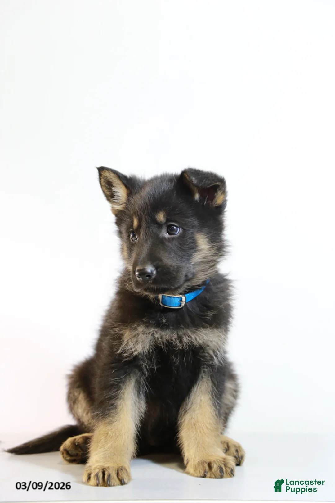 German Shepherd dogs for sale: Merle - Ad 2