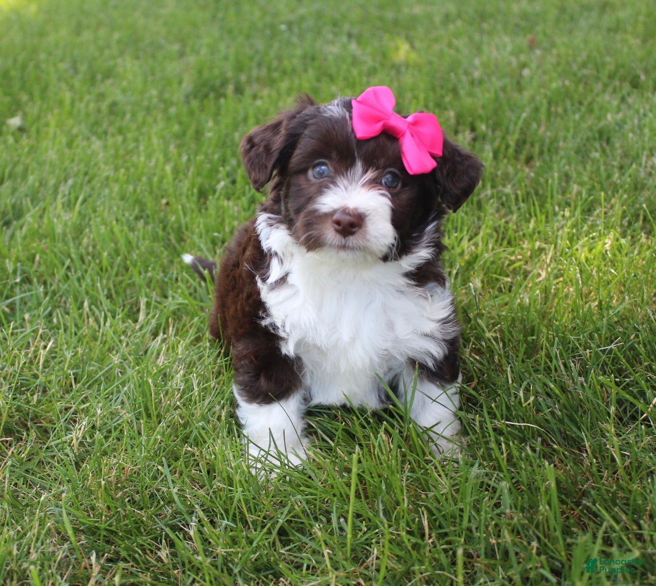 Mini Aussiedoodle dogs for sale: Jamie 🎀 - Ad 6