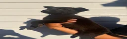 Belgian Malinois dogs for sale: Blue collar  - Ad 2