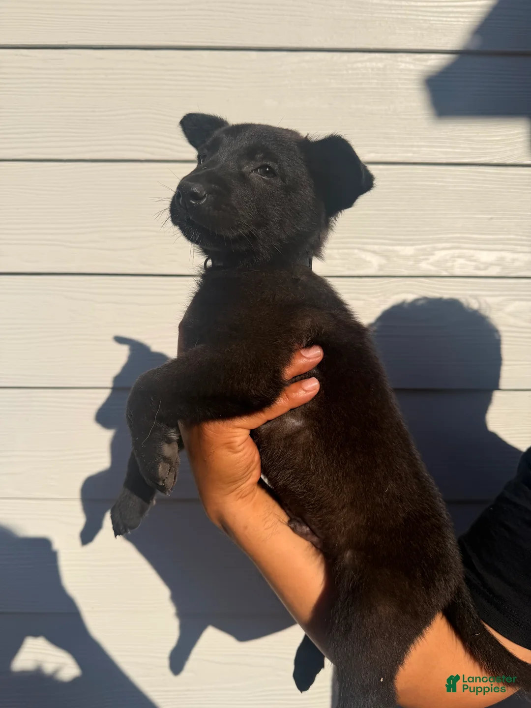 Belgian Malinois dogs for sale: Blue collar  - Ad 2