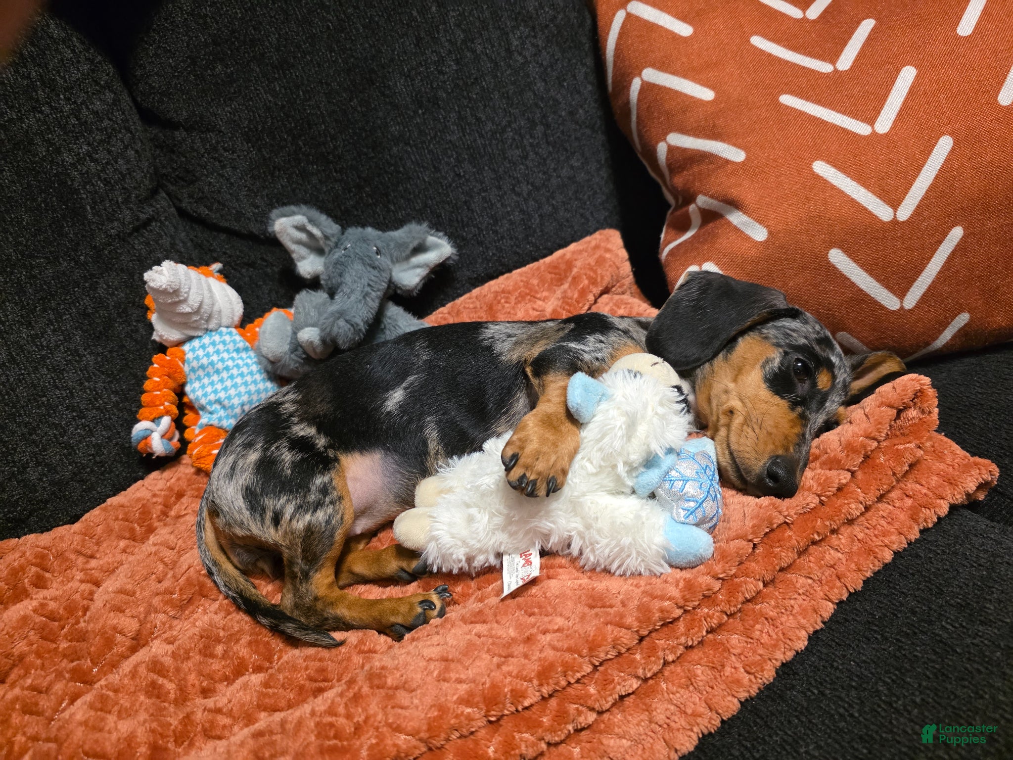 Miniature Dachshund dogs Miniature Dachshund Puppy 1 - Ad 2