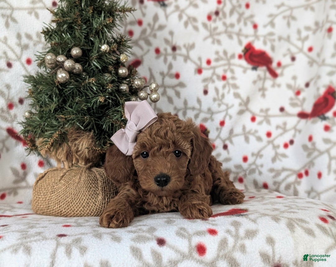Mixed Breed dogs for sale: Chelsea Hypoallergenic - Ad 7