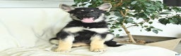 Gerberian Shepsky dogs for sale: Muffin - Ad 3