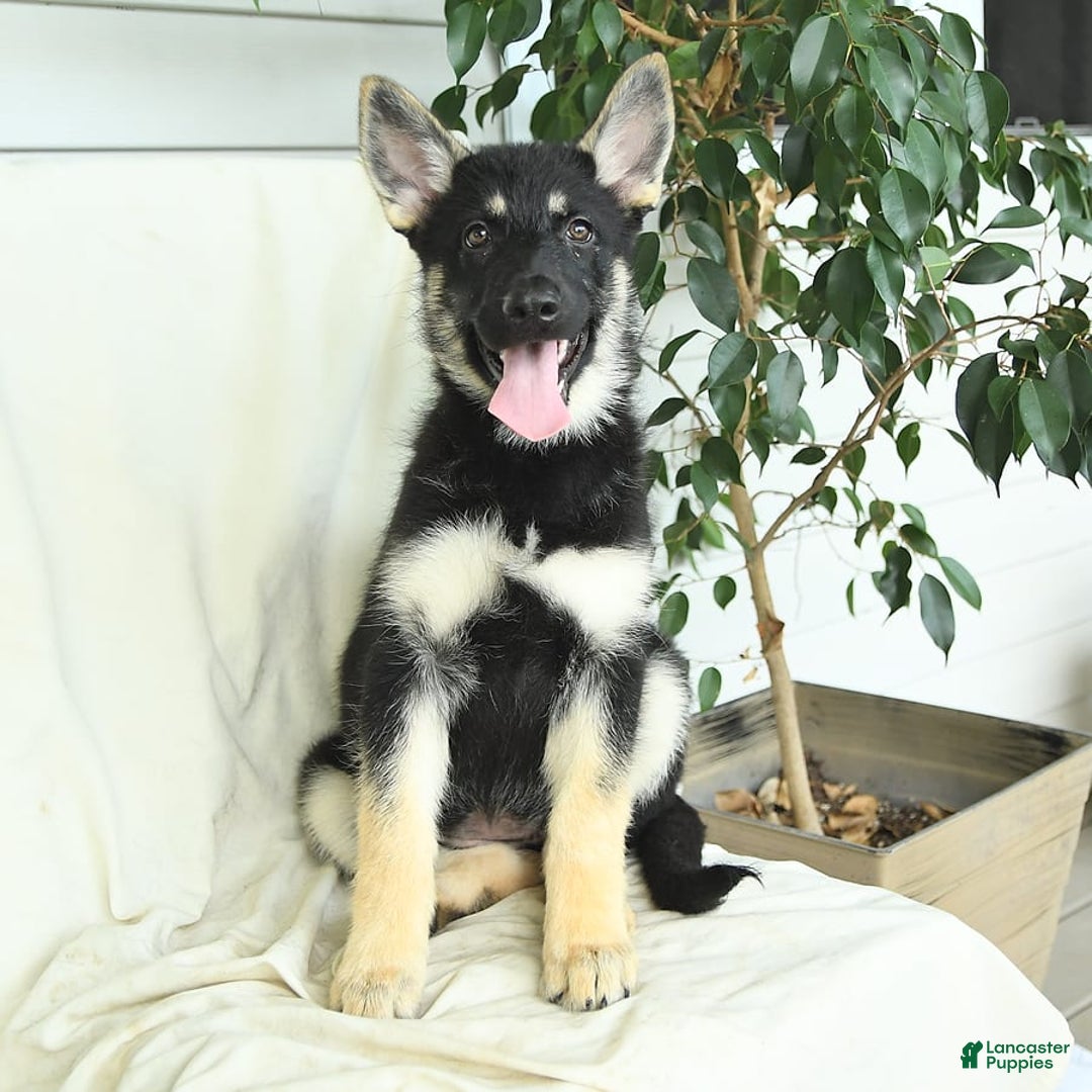 Gerberian Shepsky dogs for sale: Muffin - Ad 3