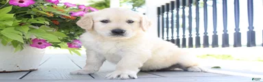 Toby