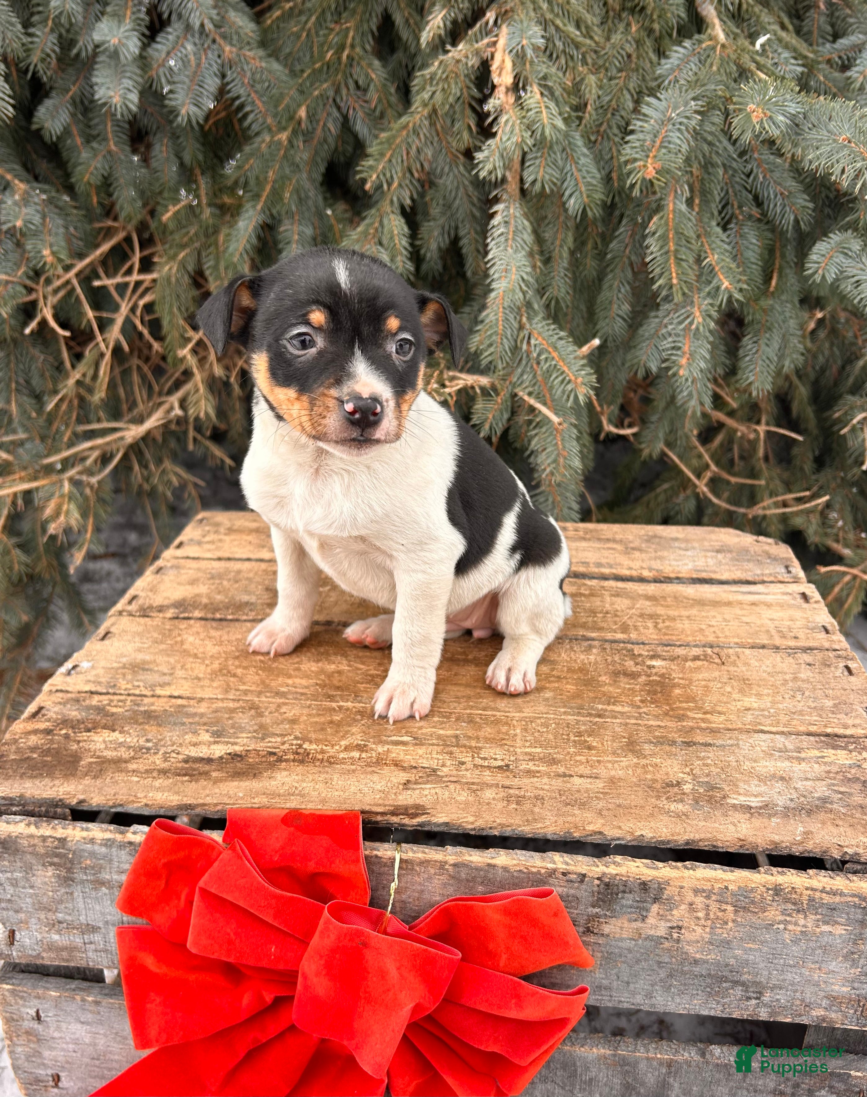 Rat Terrier dogs Marlow - Ad 5