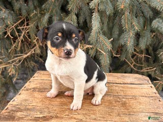 Rat Terrier dogs Marlow - Ad 5