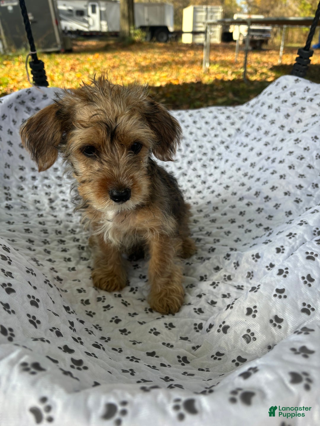Yorkiepoo dogs for sale: Morgan - Ad 1