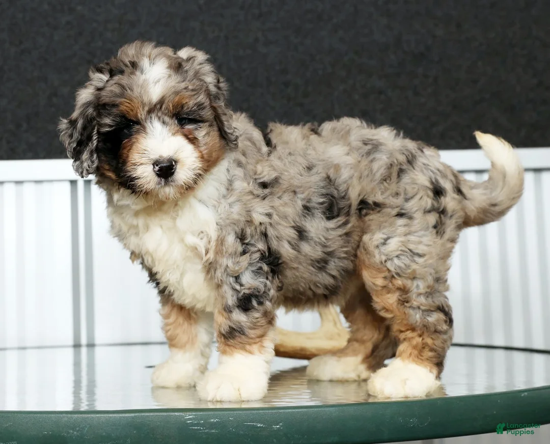 Mini Bernedoodle dogs for sale: Faith - Ad 5