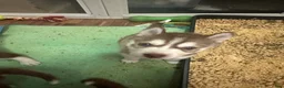 Siberian Husky dogs for sale: Siberian Husky 4 - Ad 3