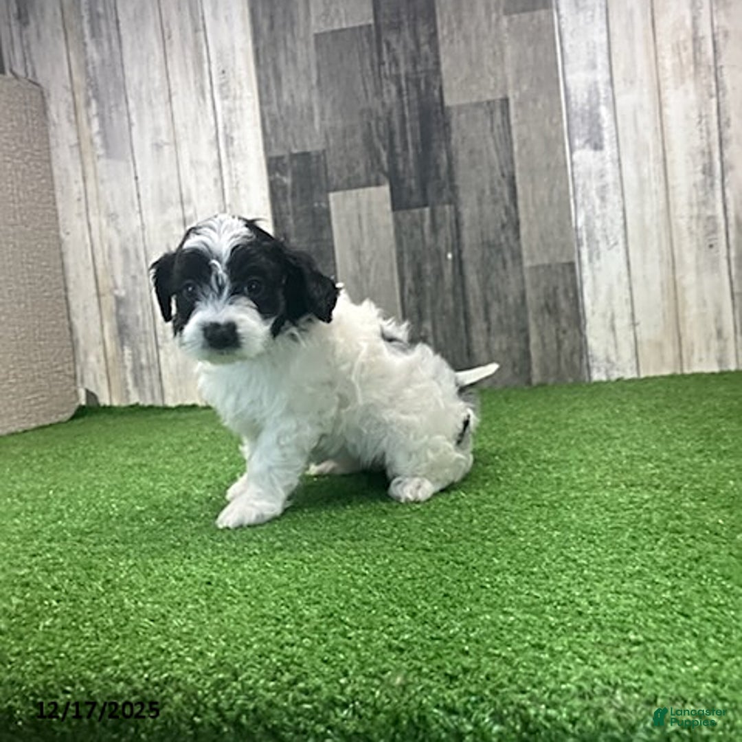Maltipoo dogs for sale: Wanda - Ad 3