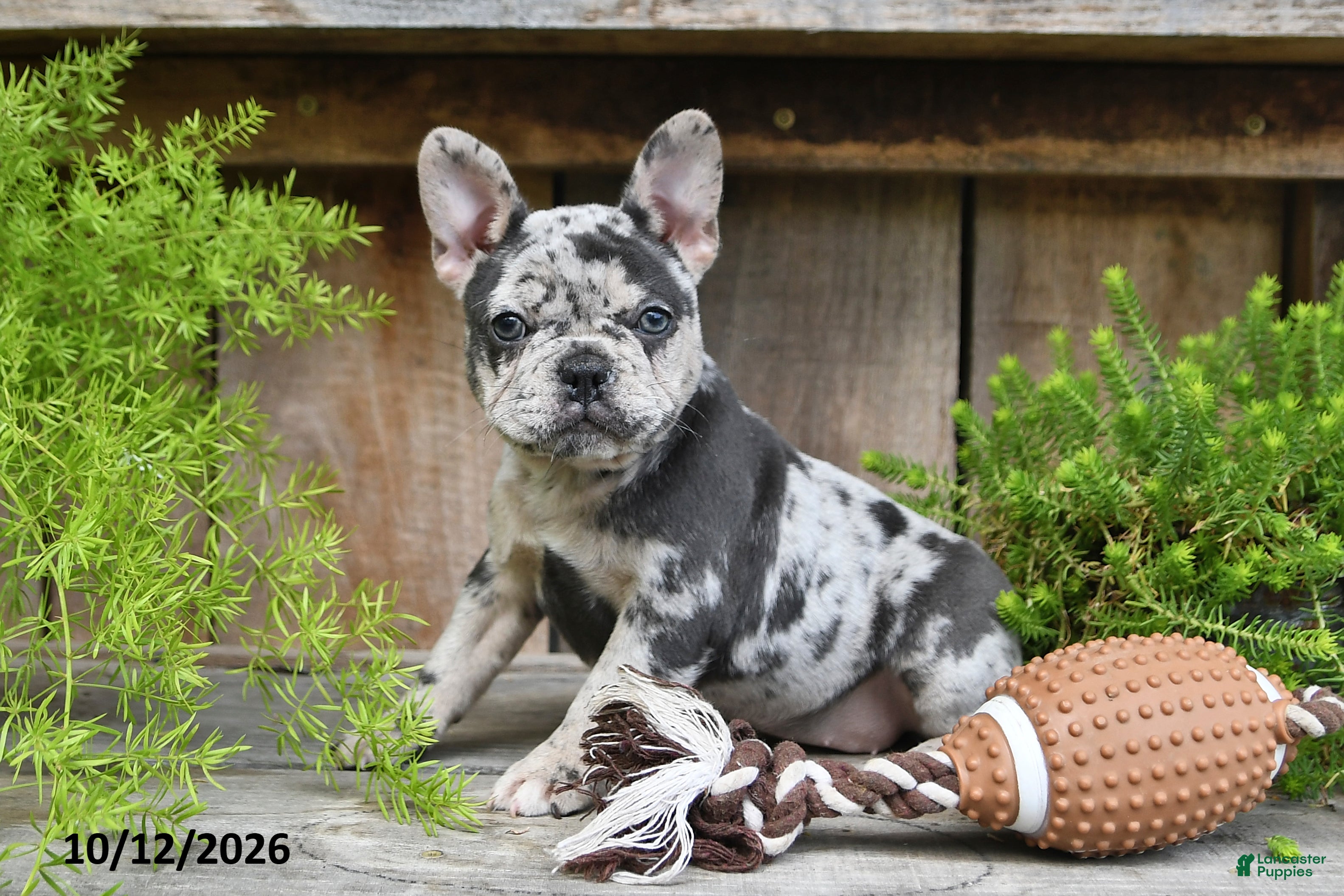 Frenchton dogs for sale: Roxie - Ad 2