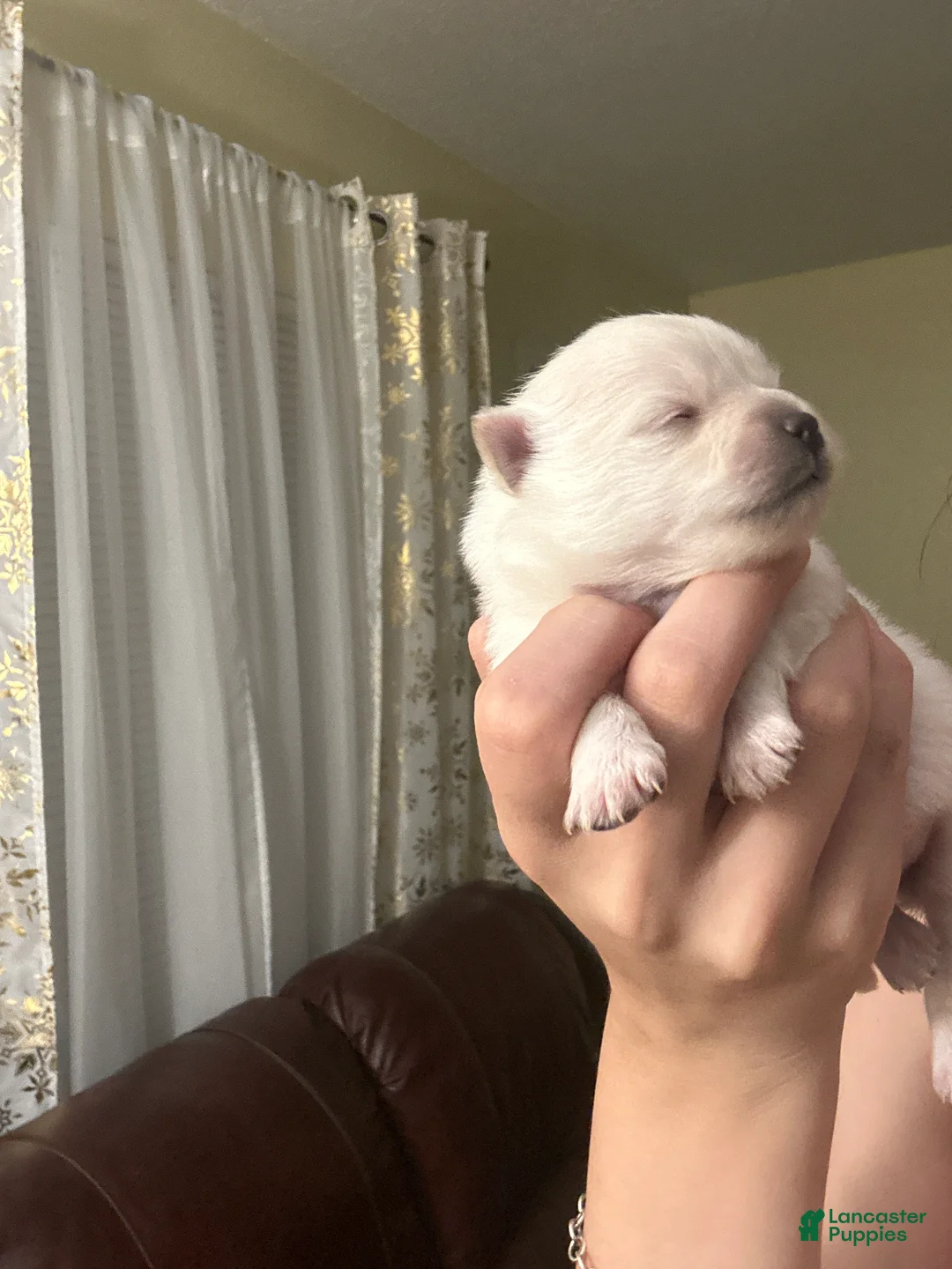 Pomeranian dogs for sale: Pomeranian Puppy 2 - Ad 1
