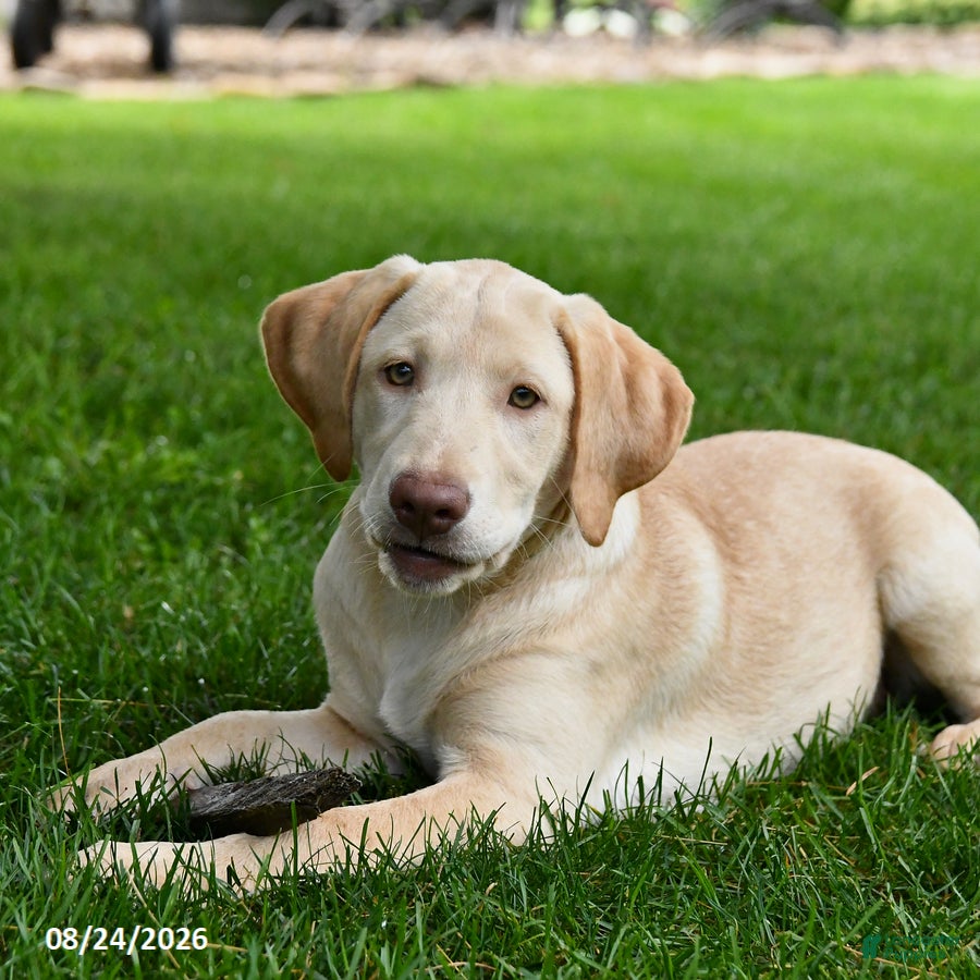 Labrador Retriever dogs Satin - Ad 1