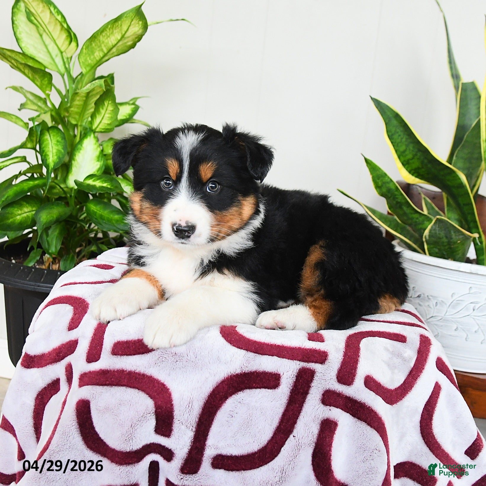 Australian Shepherd dogs Meadow - Ad 2