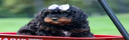 Cavapoo dogs for sale: Wanda 🐶 - Ad 11