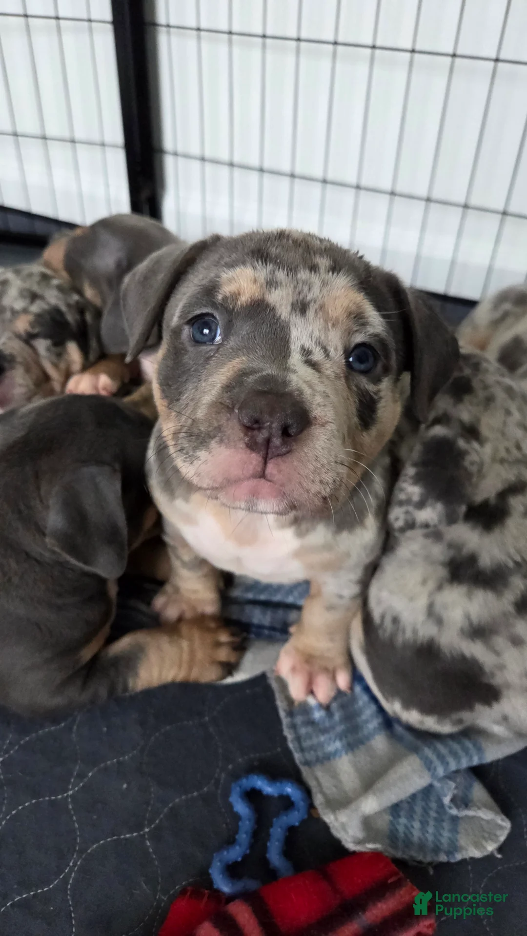 American Bulldog dogs for sale: Blue Merle Female (Magenta) - Ad 1