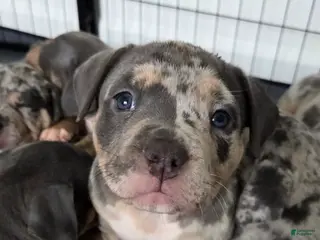 American Bulldog dogs Blue Merle Female (Magenta) - Ad 6