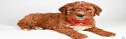 Cavapoo dogs for sale: Tristan  - Ad 8
