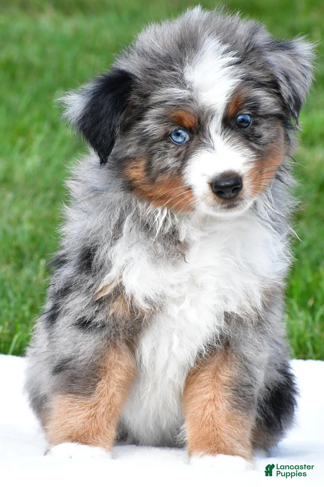 Miniature Australian Shepherd dogs for sale: Weston - Ad 2