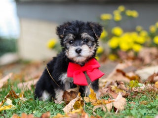 Morkie dogs Dylan - Ad 22