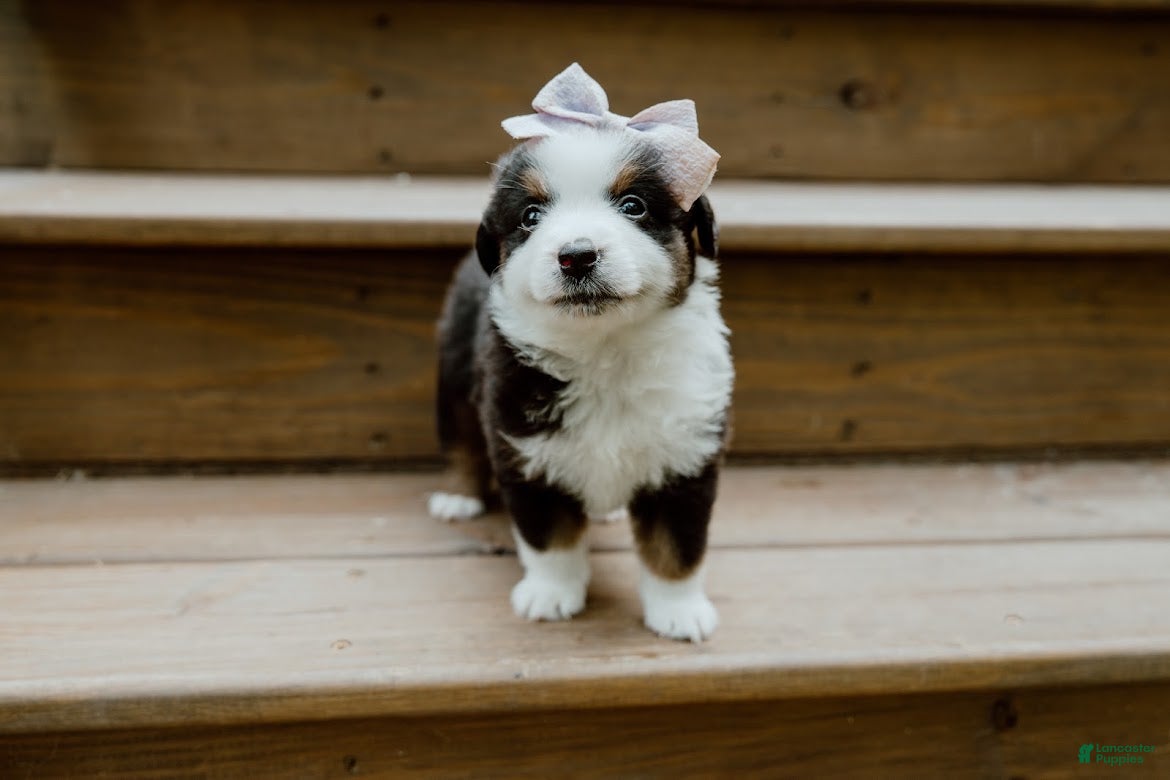 Miniature Australian Shepherd dogs Sunny  - Ad 2