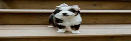 Miniature Australian Shepherd dogs for sale: Sunny  - Ad 2
