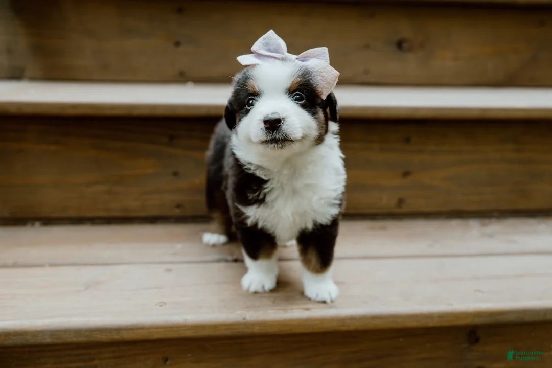 Miniature Australian Shepherd dogs for sale: Sunny  - Ad 2