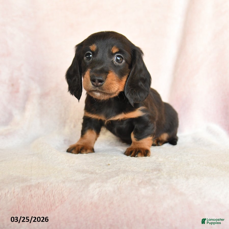 Dachshund dogs Indy - Ad 1