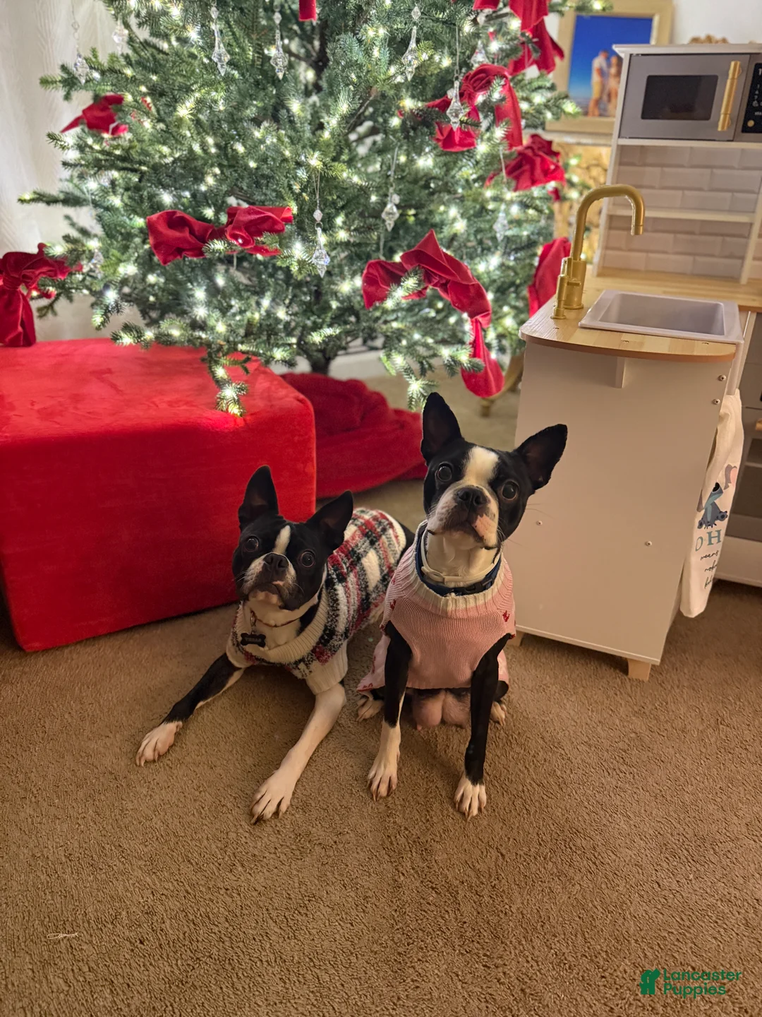 Boston Terrier dogs for sale: Blue - Ad 7