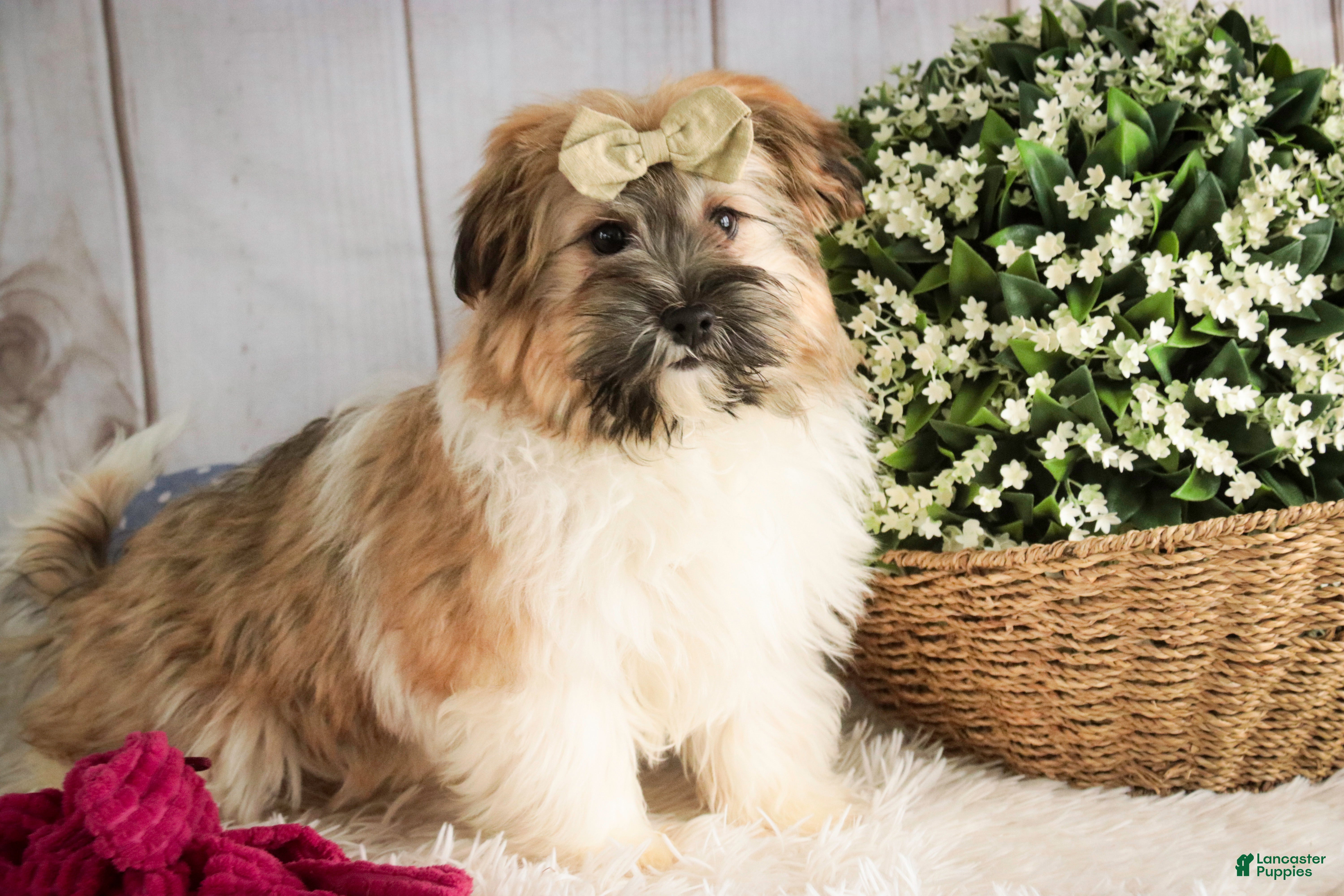 Havanese dogs Bella Rose - Ad 15