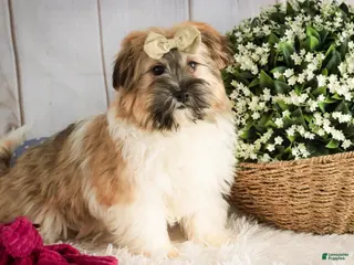 Havanese dogs Bella Rose - Ad 15
