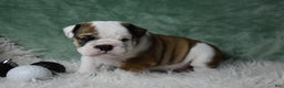 English Bulldog dogs for sale: Holly - Ad 1