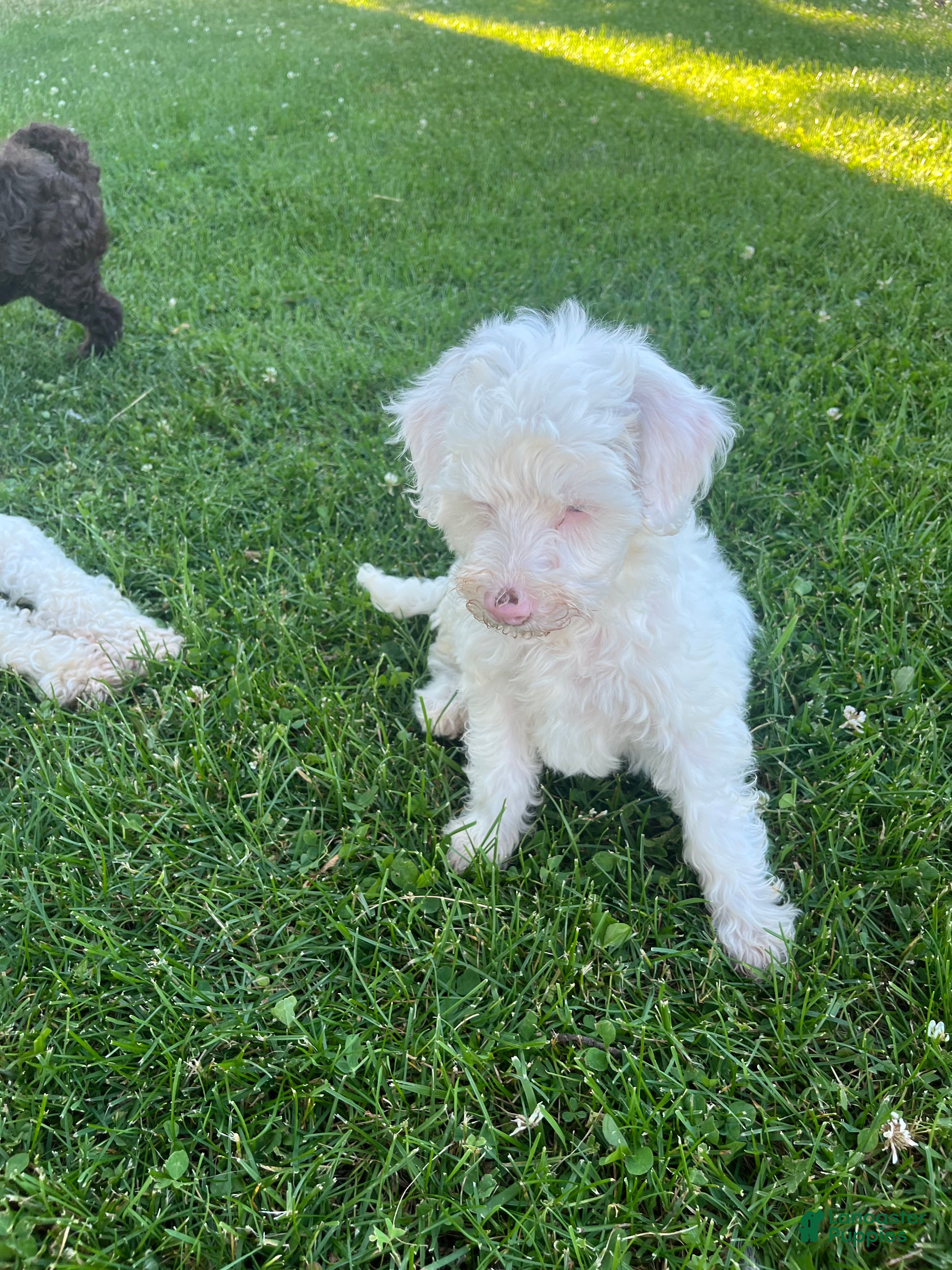 Miniature Labradoodle dogs Merle- Layla - Ad 2