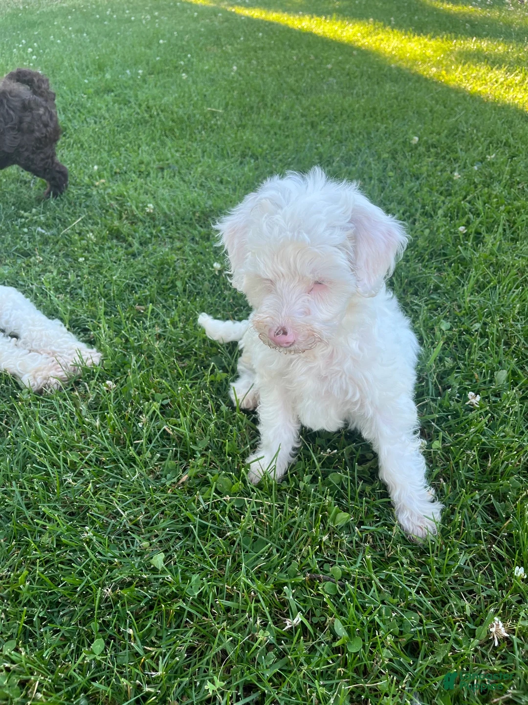 Miniature Labradoodle dogs for sale: Merle- Layla - Ad 2