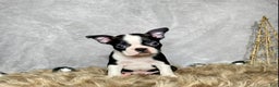 Boston Terrier dogs for sale: Sterling  - Ad 1