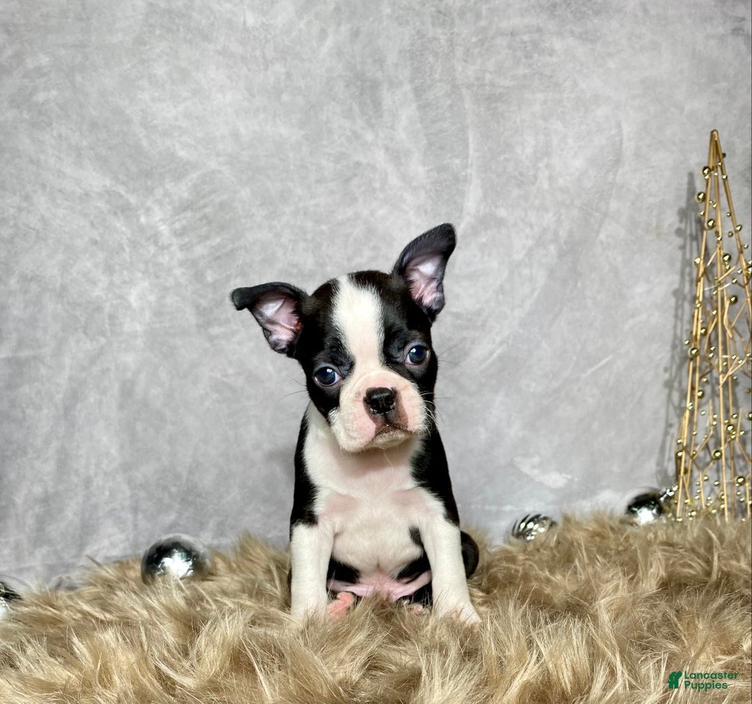 Boston Terrier dogs for sale: Sterling  - Ad 1