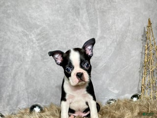 Boston Terrier dogs Sterling - Ad 23
