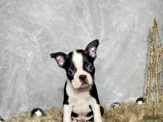 Boston Terrier dogs Sterling - Ad 18