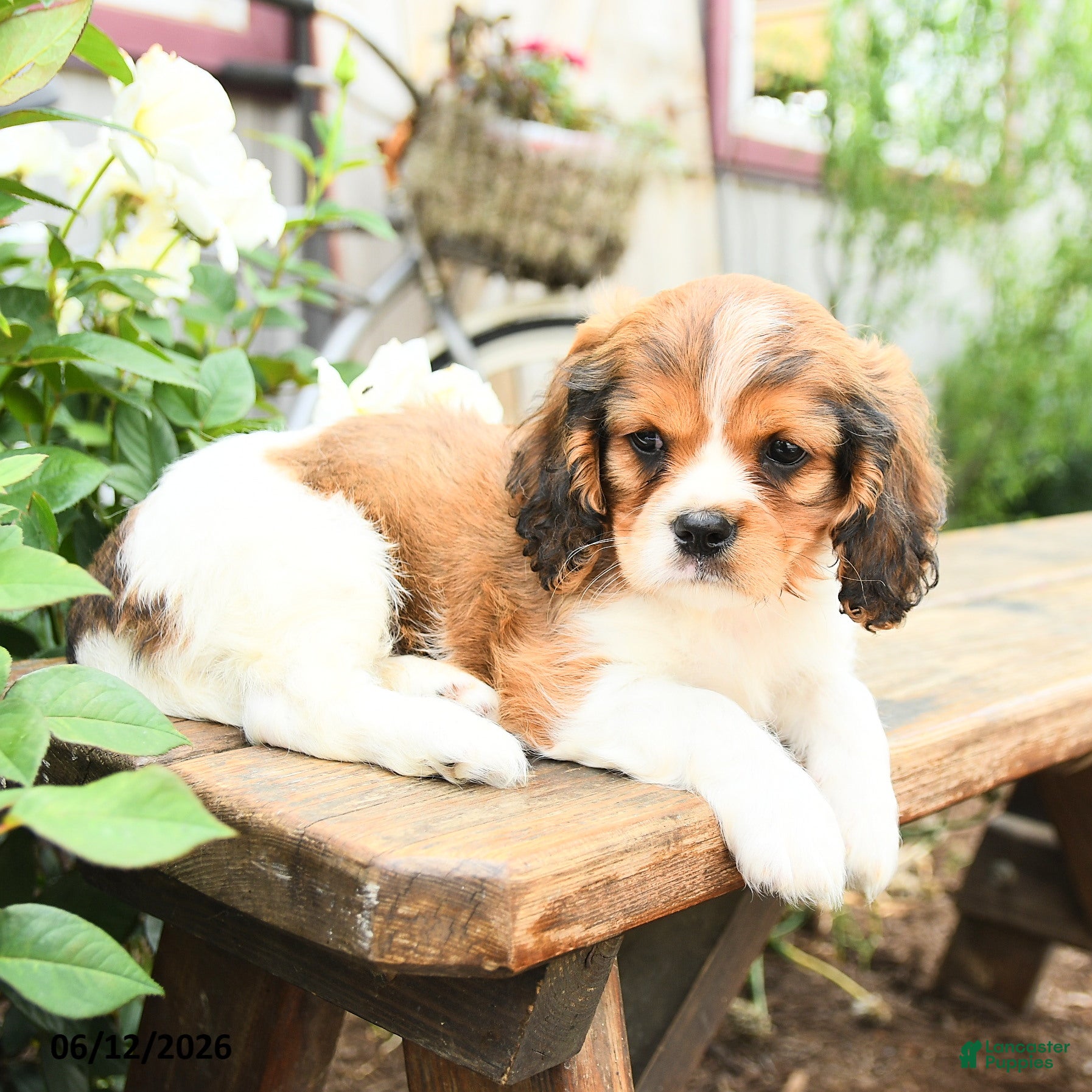 Cavachon dogs William - Ad 2